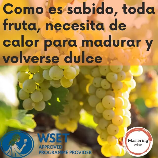 ¿De qué manera inciden el clima y los factores naturales en el desarrollo de la uva? (la temperatura, la cercania de los viñedos a mares y ríos, la composición del suelo, la altitud, etc). Este y muchos temas más veremos en nuestro próximo curso de vinos WSET Nivel 1, los días martes 22 y jueves 24 de abril.
Y también sobre las distintas estrategias que viticultores y enólogos han adoptado para lograr vinos especiales (como los elaborados a través del hongo Botrytis) a partir del conocimiento del clima propio donde se ubican sus viñedos.
Toda la información en www.masteringwine.cl y cualquier duda en los comentarios o al WhatsApp +569 26058888

#wsetglobal #cursosdevino #catadevinos #vino