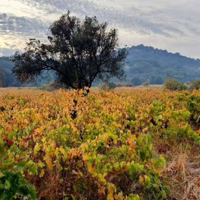 Hoy en el curso #wset1 en #galerianac probaremos uvas #cepapais , parte de un ejercicio sobre como se hacen los vinos. #winesofchile #vinosdechile #kodkodwine #sommelier #cursosdevino #parrasantiguas