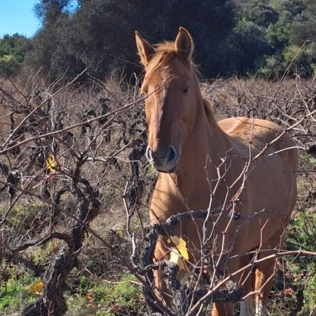 Hoy en Santa Rosa de Lavaderos los caballos entre las #parrasantiguas de uva #cepapais (la que usa @kodkodwine !), es una buena idea porque en estas fechas no dañan las plantas (ni se comen la fruta), si comen el pasto/maleza y dejan fertilizante... #agriculturaregenerativa #vinosdechile #winesofchile #vinodeautor #lavinotecachile #lacavadelbarrio #winerebelsbar #patagonwines #wset #wineenthusiast #lacav #crescent_imports