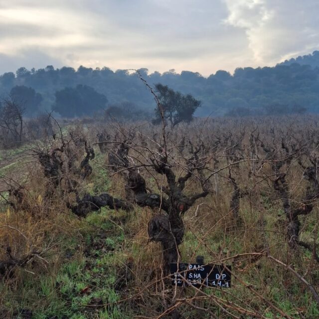 Ya sin ninguna hoja las parras de #cepapais (misma uva usada por @kodkodwine)... como novedad este año la agrícola cosechó los olivos entre las viñas y están haciendo aceite para consumo de la casa. #wset1 #wset2 #vinosdechile #winesofchile #sommelierdechile #cursosdevino